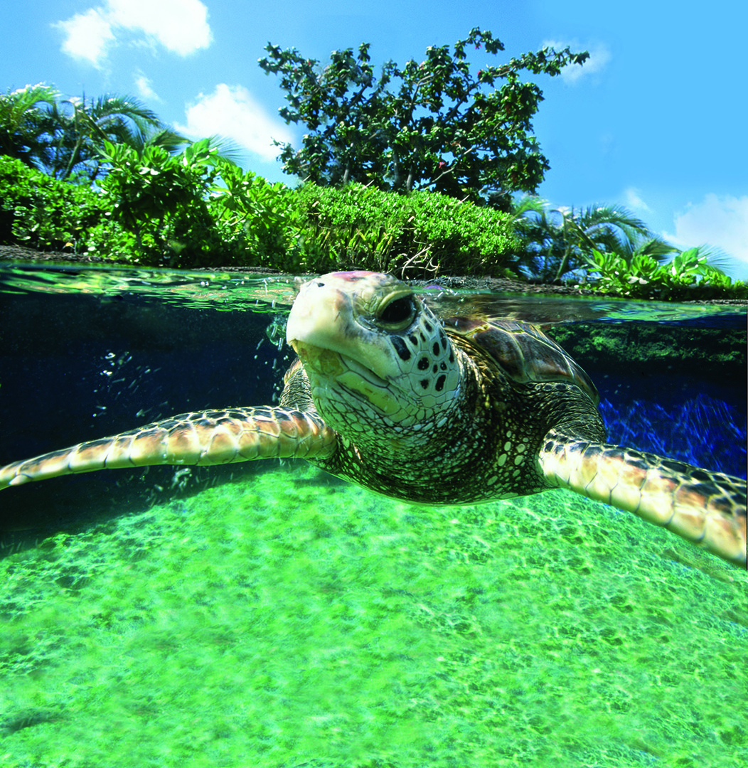 Jardines - Tortuga.jpg