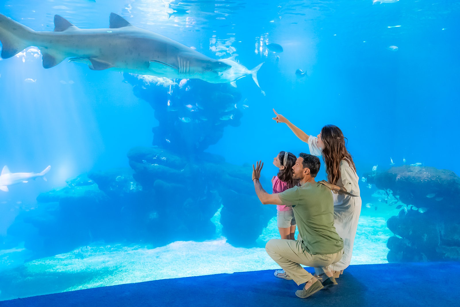 Big Blue tiburonres.jpg