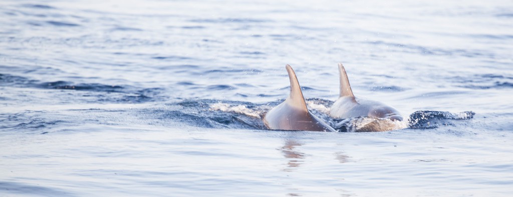 DOLPHIN WATCHING - BOAT TOUR, Port of Pollensa, Mallorca, photo 2