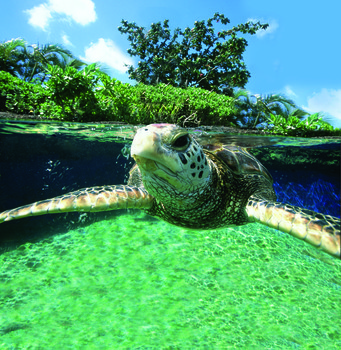 Jardines - Tortuga.jpg