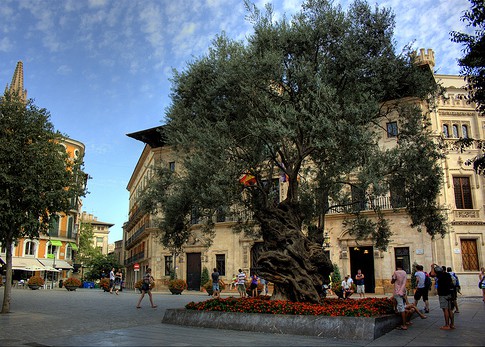Palma City Xperience Olive tree
